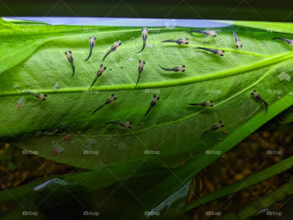 20 one day old Molly Fish Fry hiding on a floating Amazon Sword plant in a live planted aquarium