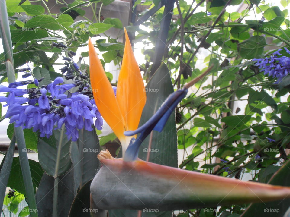 Bird Of Paradise Flower...Strelitzia Regina