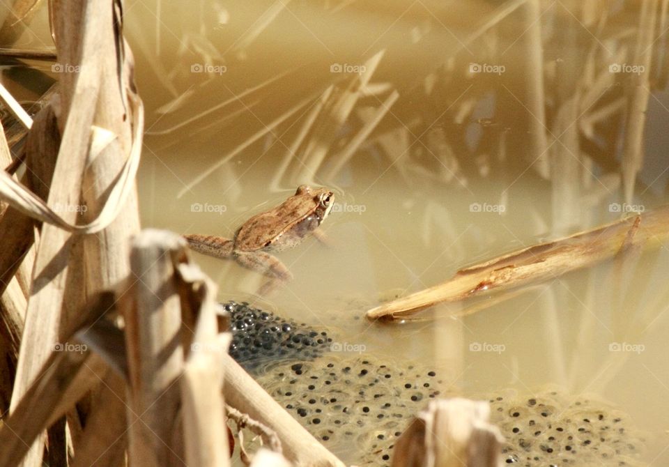 Brown frog swimming in pond with eggs