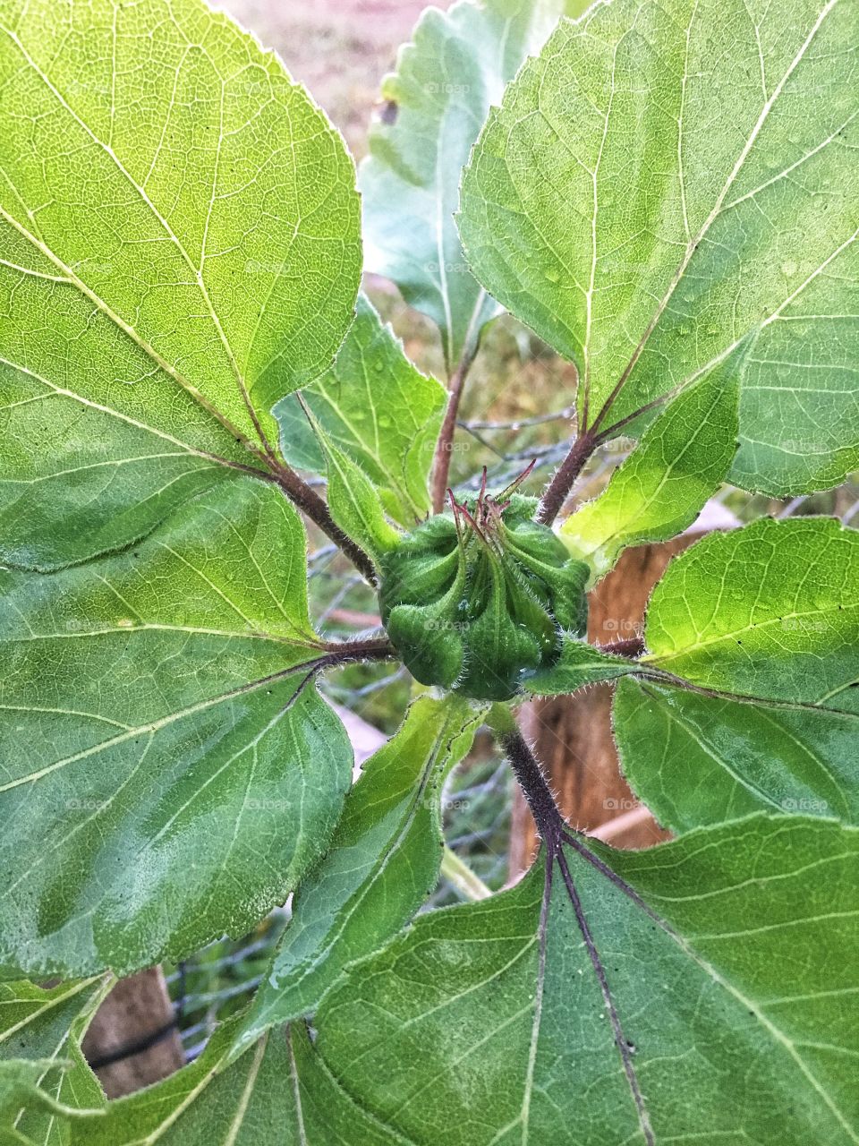 Dew covered sunflower in the morning day