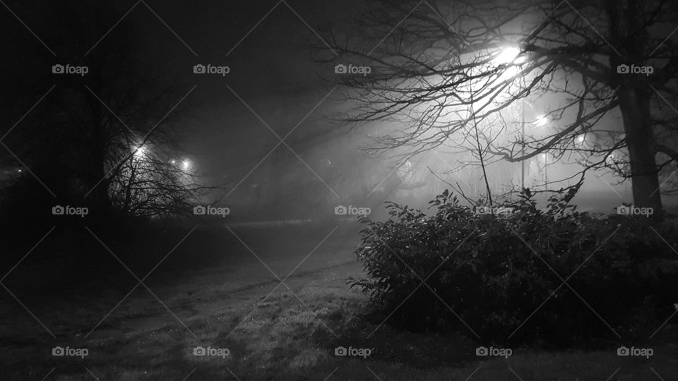 Landscape, Monochrome, Tree, Fog, Light