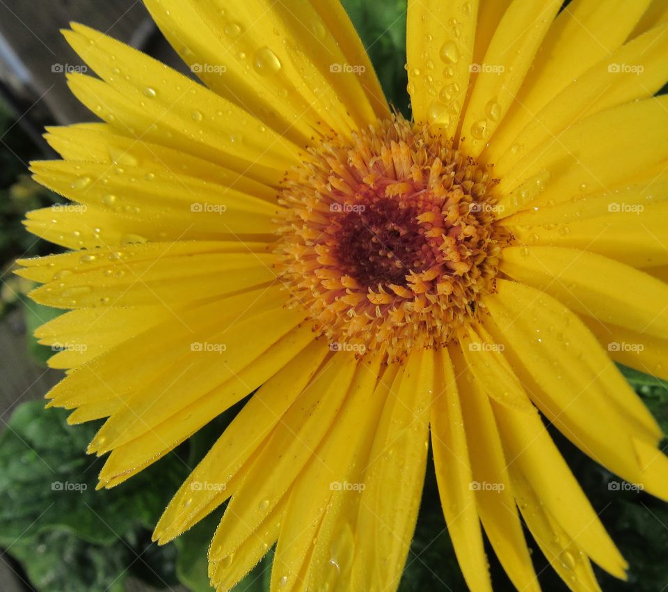 Bright yellow daisy like flower after a summer shower.