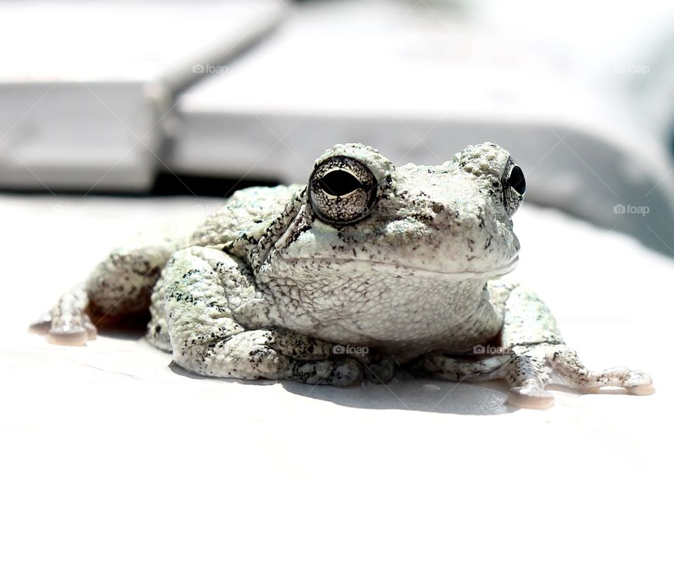Tree Frog. Tree Frog sunbathing on a hot summer day