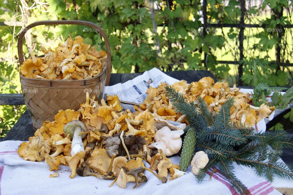 Chanterelles, mushrooms