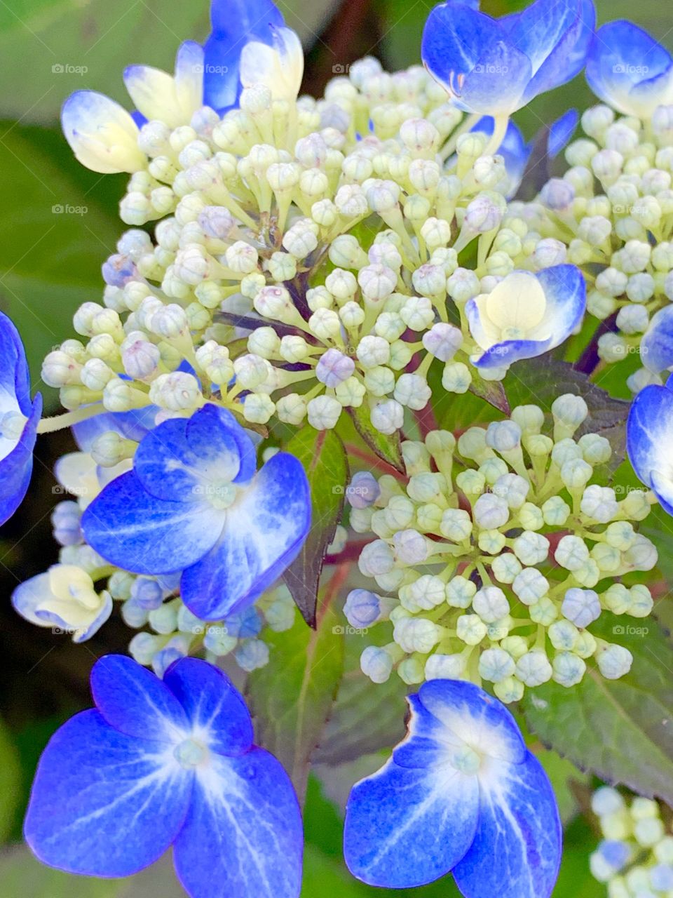 Blue Hydrangea 