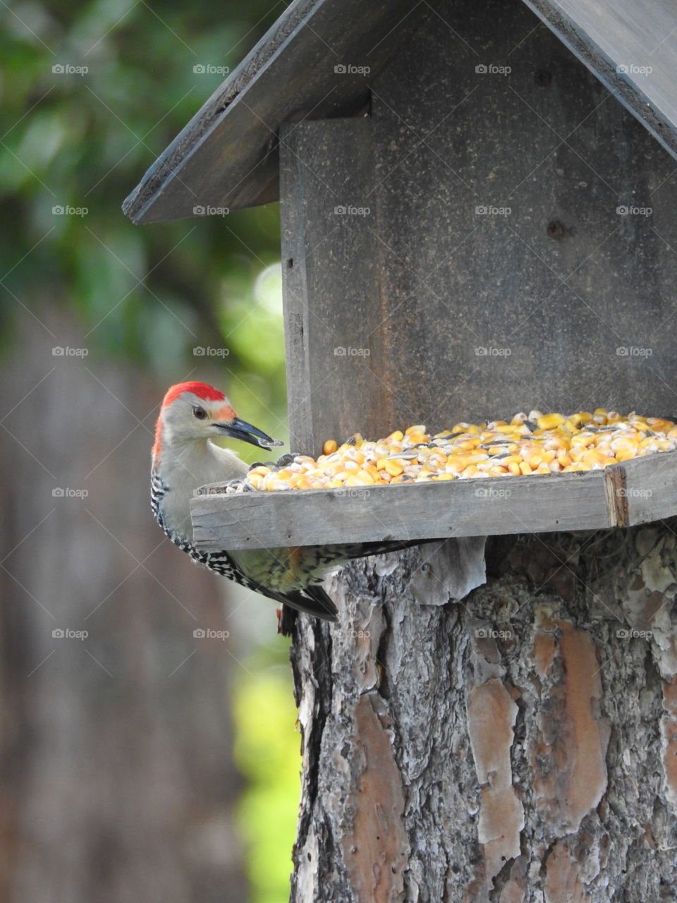 Red bellied woodpecker. 