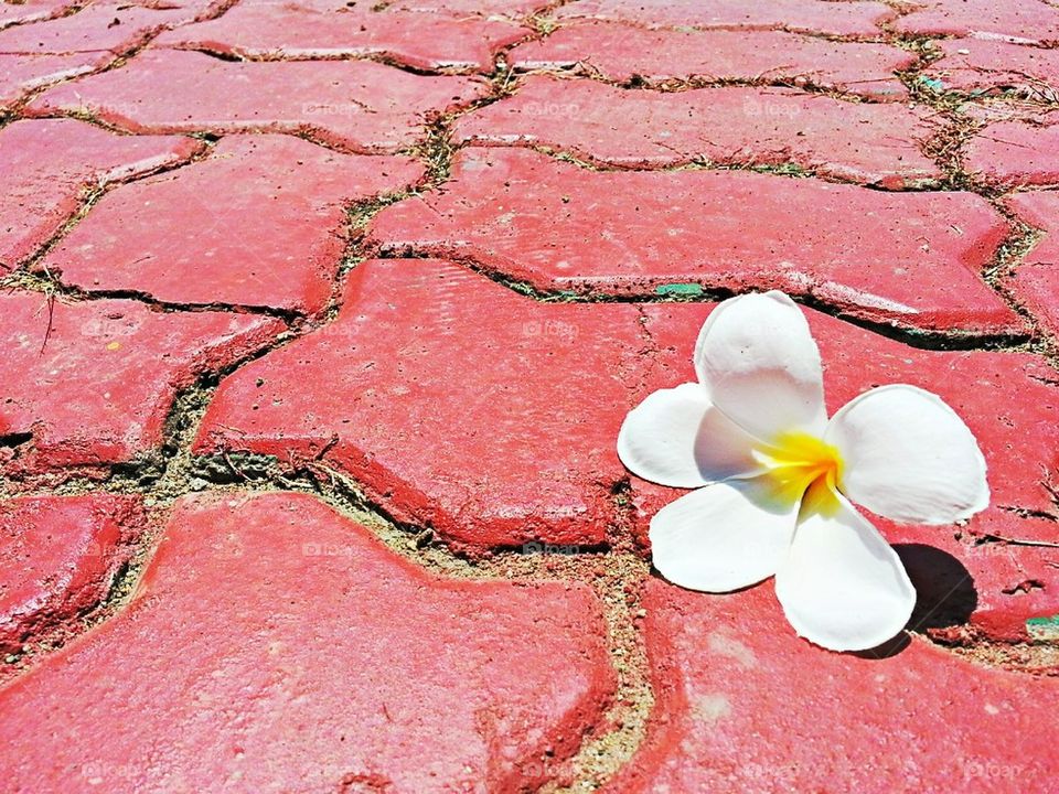 A lonely Plumeria on a red brick