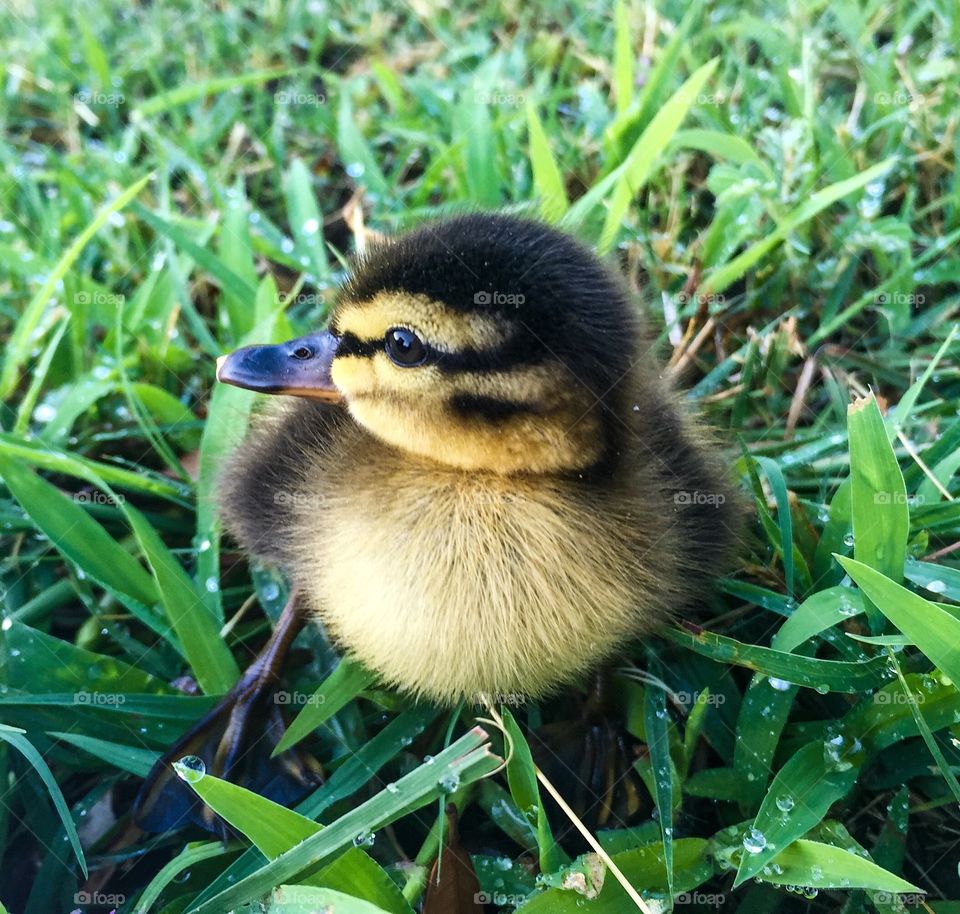 Baby duckling