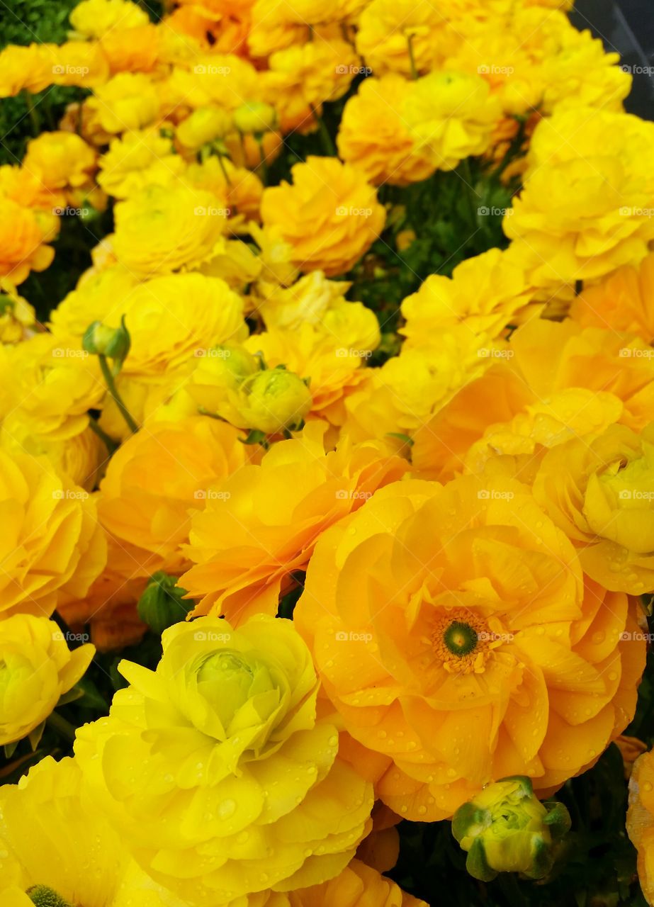 yellow flowers