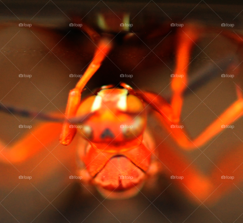 macro insect bug wasp by lightanddrawing