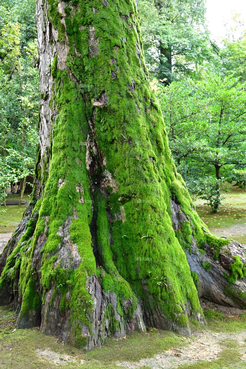 Ancient giant trees