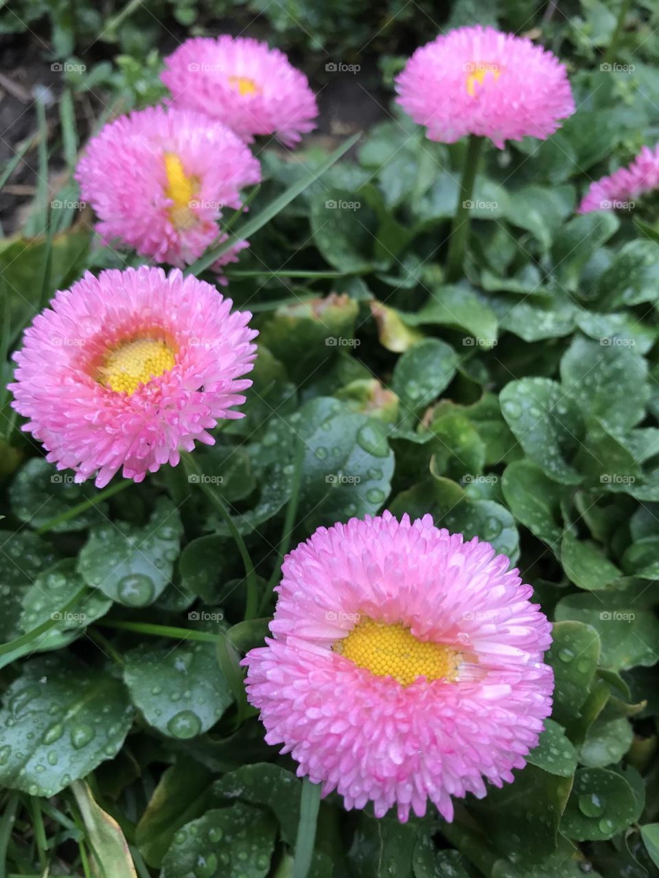 Pink daisies 