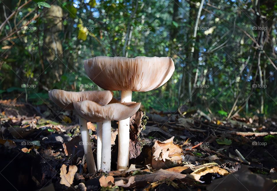 group of 3 beautiful toadstools between autumn leafs in the forest with sunlight