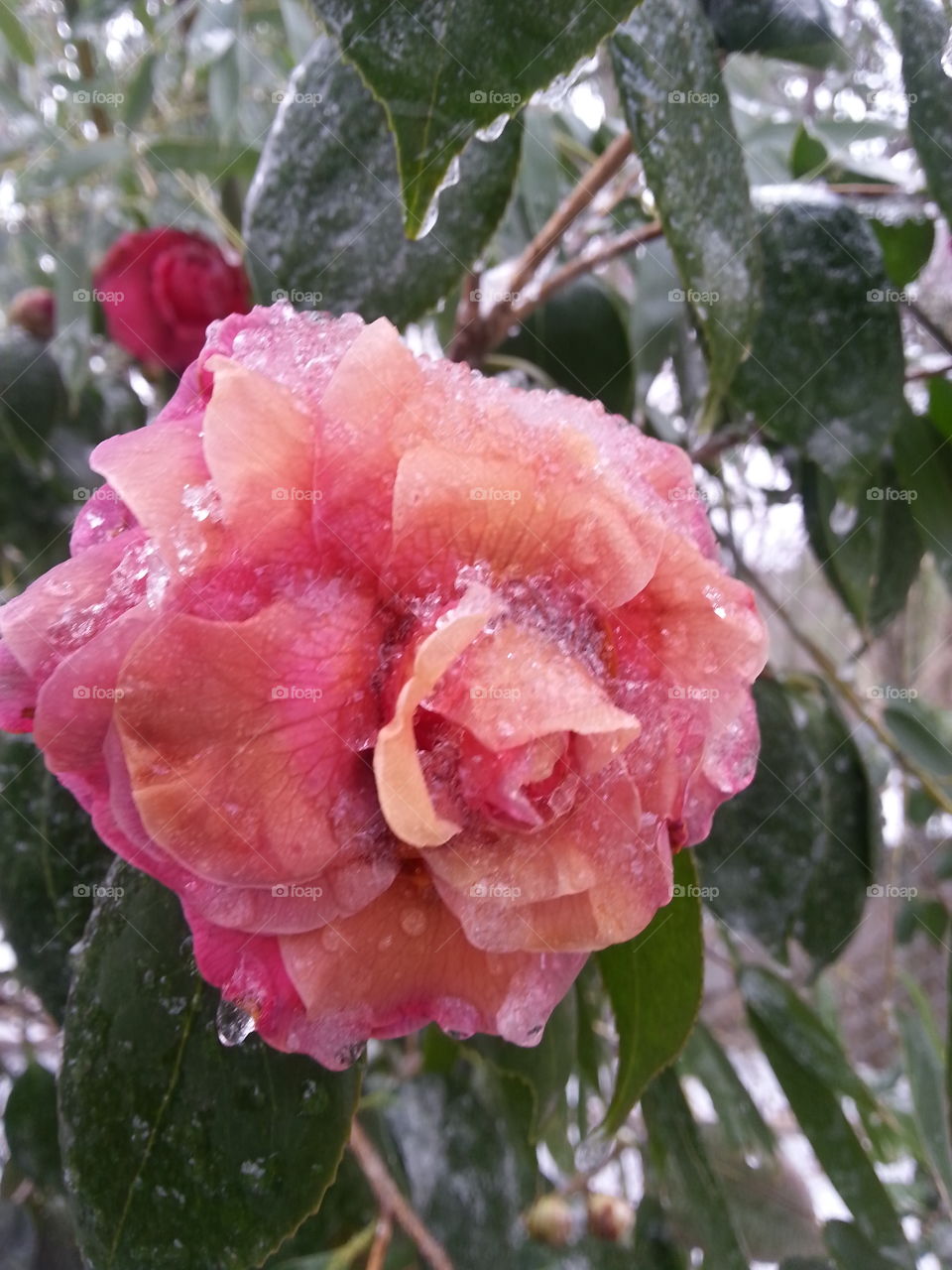 Icy petals