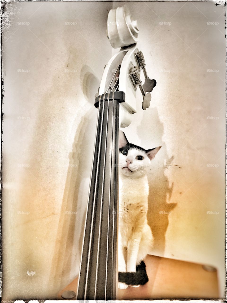 Elegant cat playing double bass 