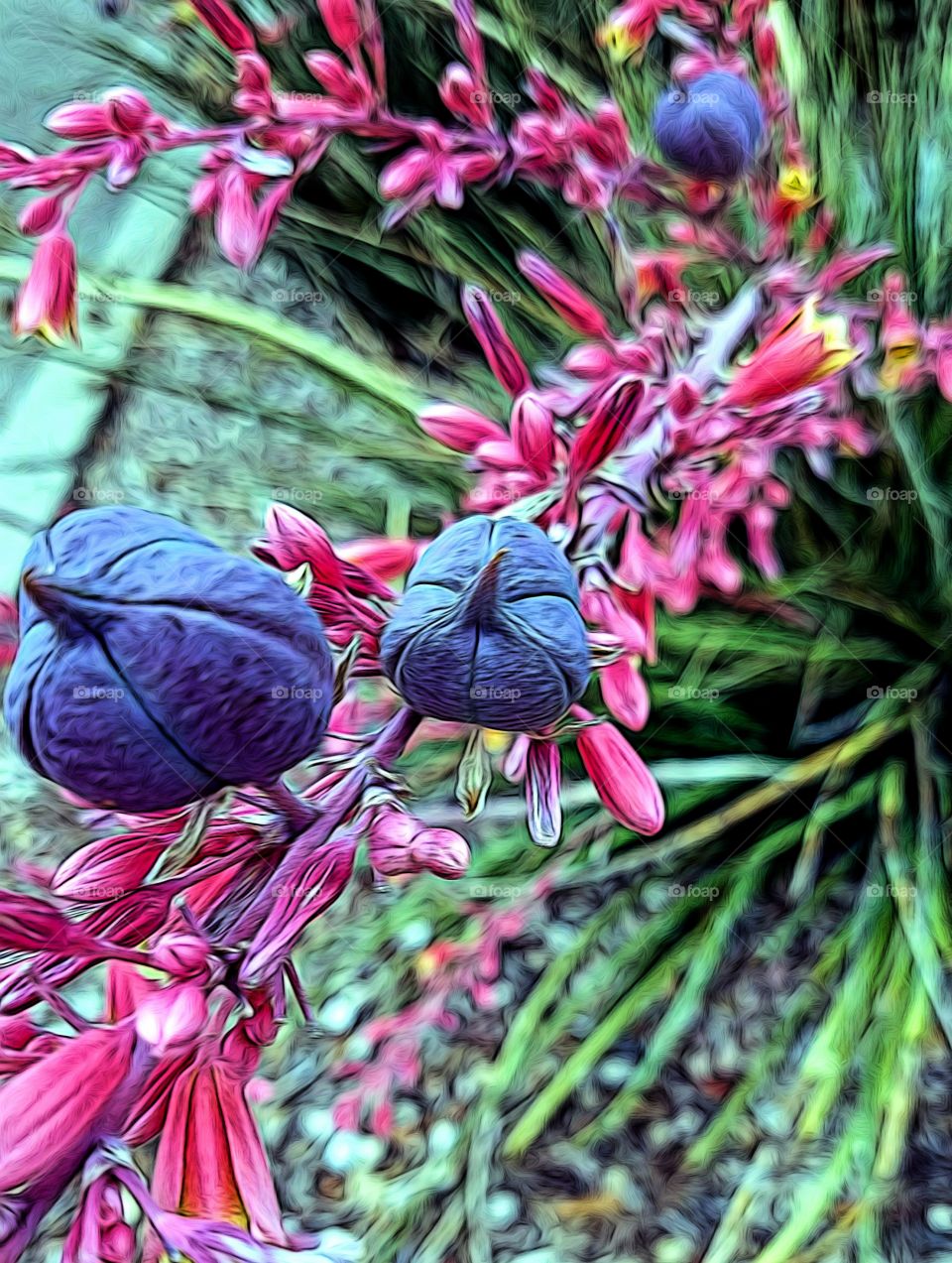 Purple Pods and Pink Blooms!