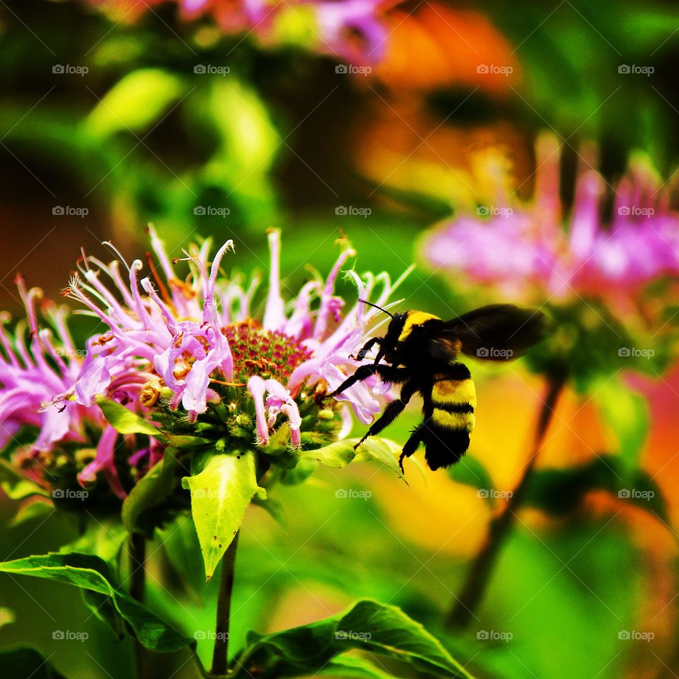 A bumble bee sampling sweet nectar 