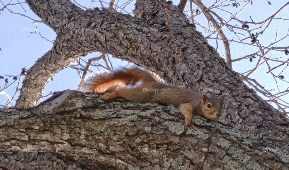 tired squirrel