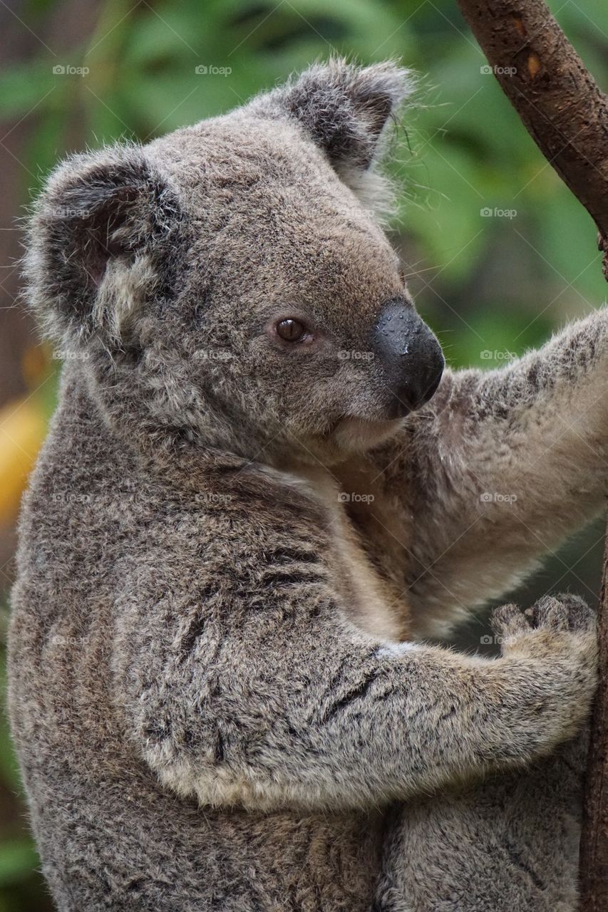 Close-up of gray koala