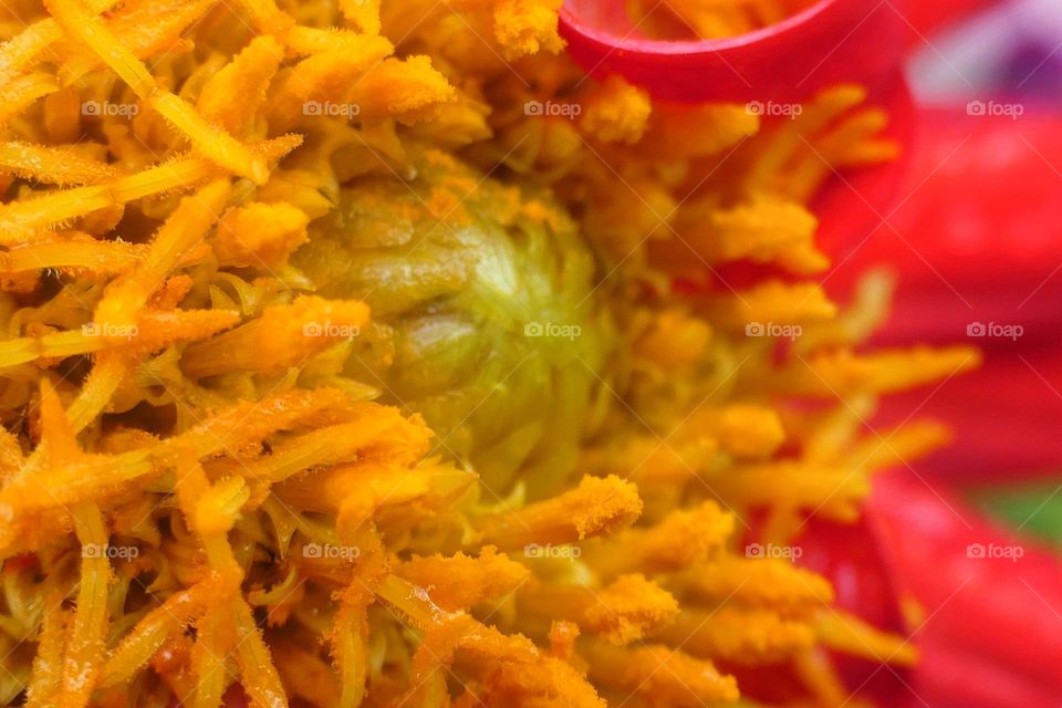 Close-up of the pistil of a red flower (1)