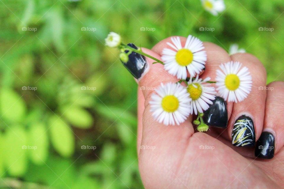 Hand holding wild flowers 