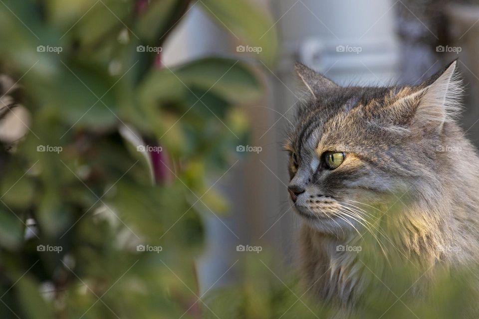 Silver cat of siberian breed in the garden at the subset, with the sunshine in the eye