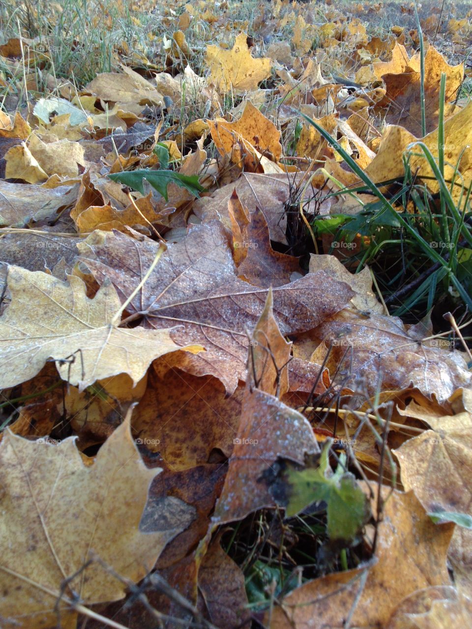 Dry autumn leaves on grassy field