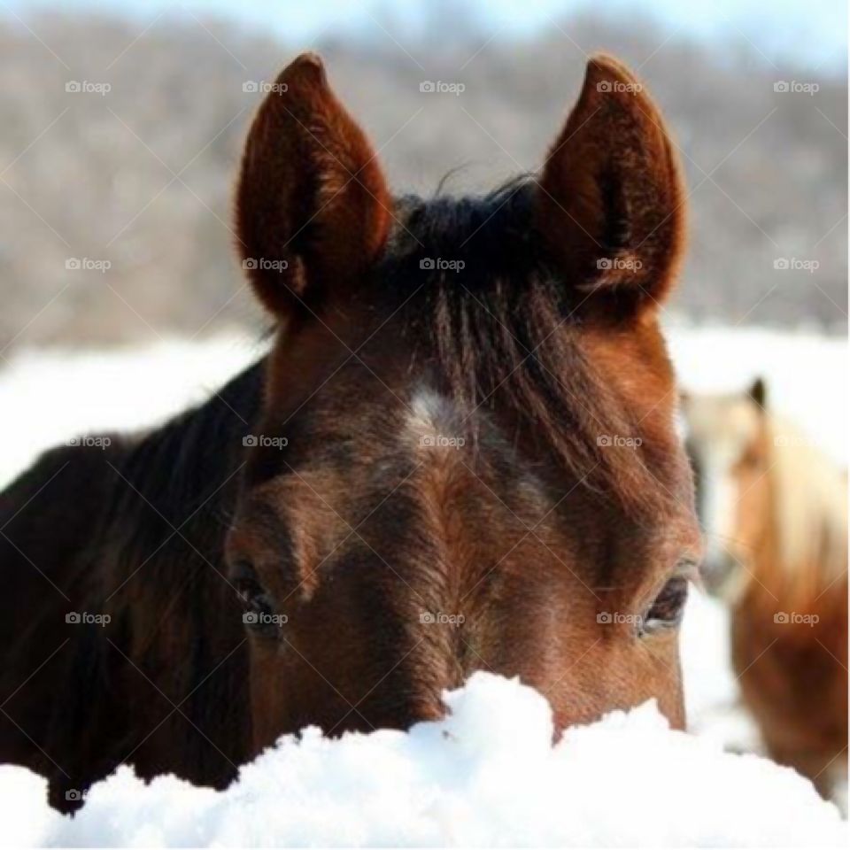 Horse by snowy pasture fence 