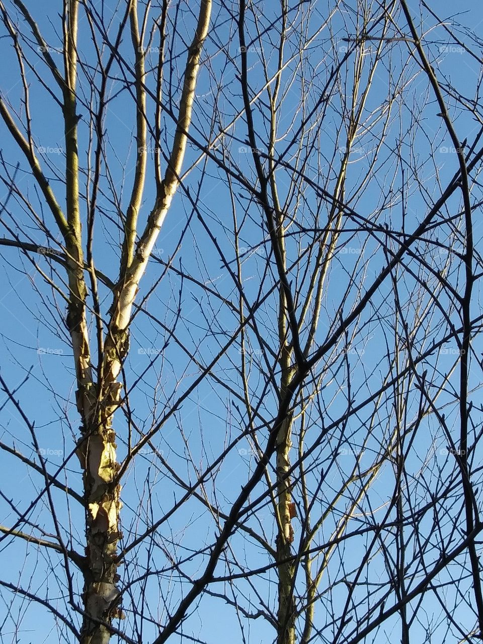 afternoon light on tree