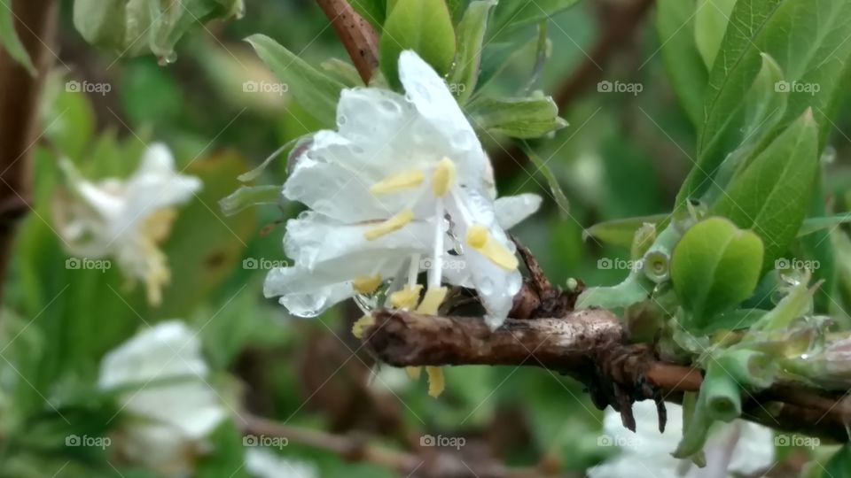 Flora, Nature, Leaf, Flower, Tree