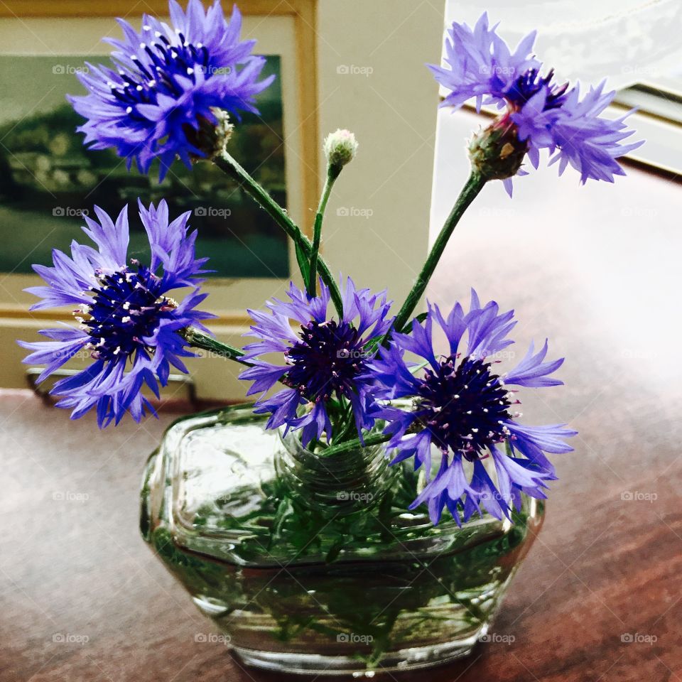 cornflower