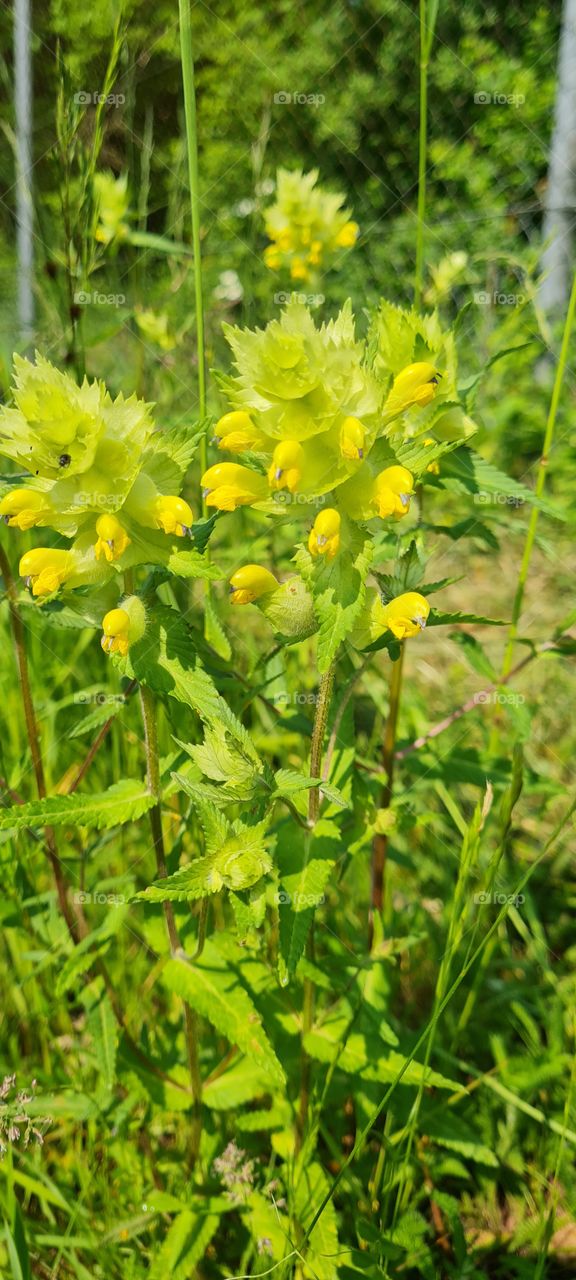 yellow flowers