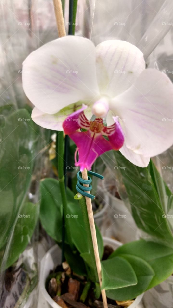 Orquídea