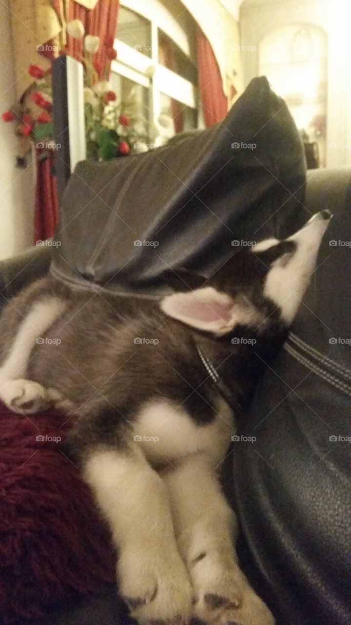 husky puppy sleeping on a couch in a funny way