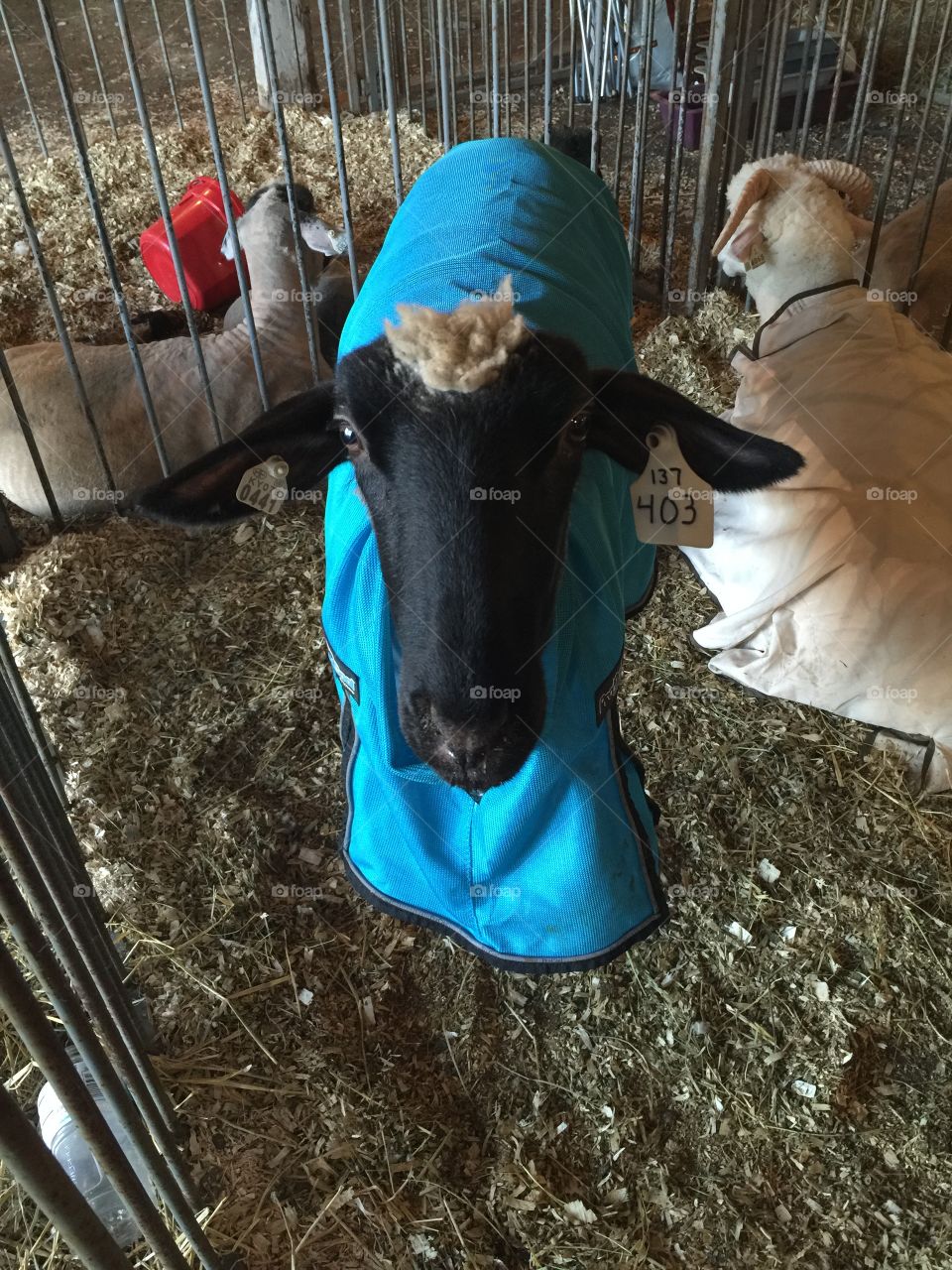 4-H Sheep Show 