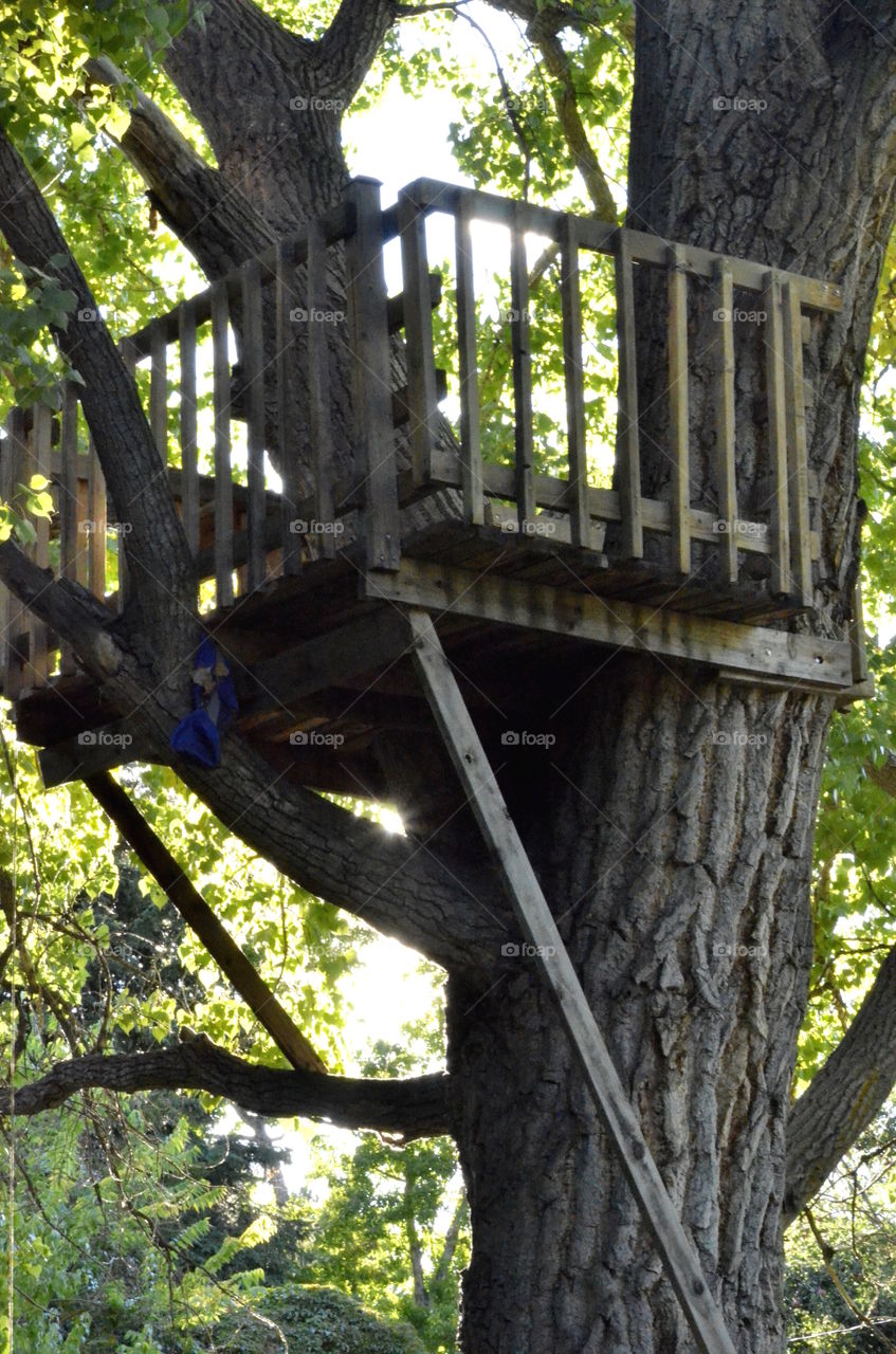 Elaborate tree house found down am unmarked path in Colorado.   Some lucky children live here.