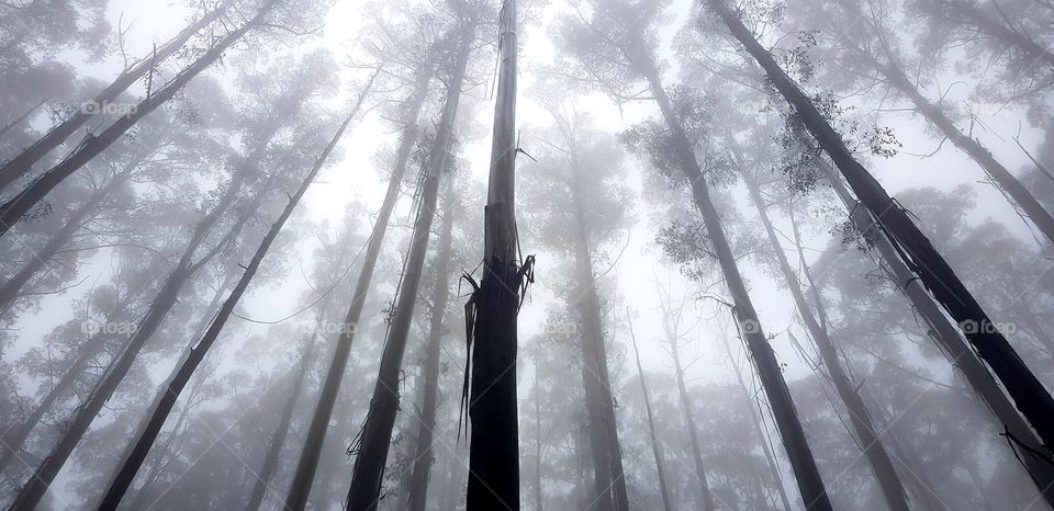 More tall trees in fog