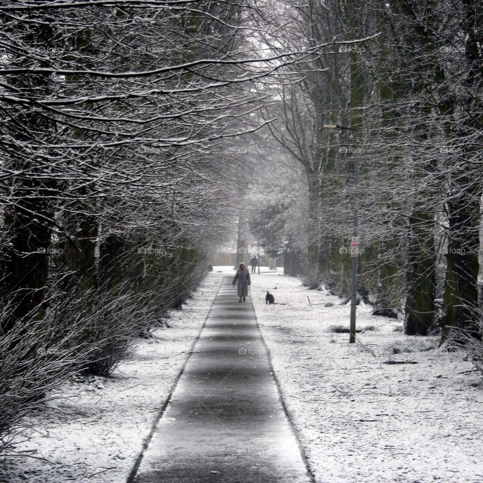 snow winter dog trees by tobias_burkill