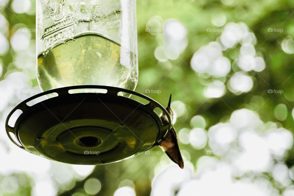 Low angle view of a hummingbird perched on a glass feeder, made from an old mason jar. Background of trees with bokeh effect.