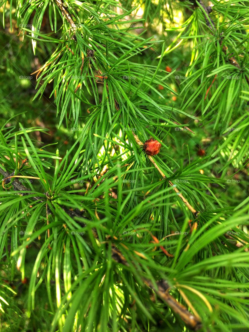 Pine tree needles 