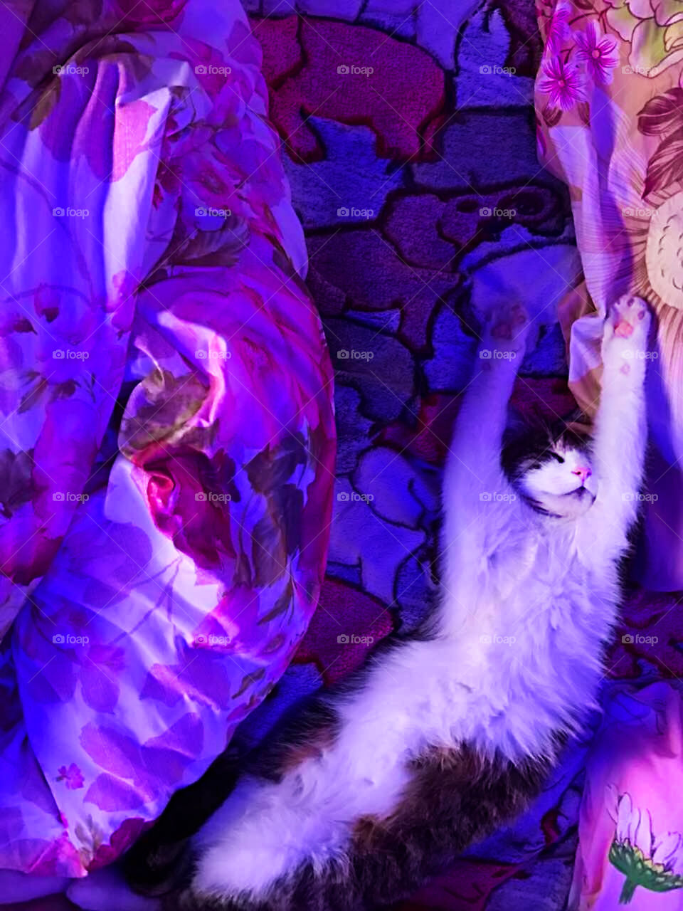 Cat in purple bed