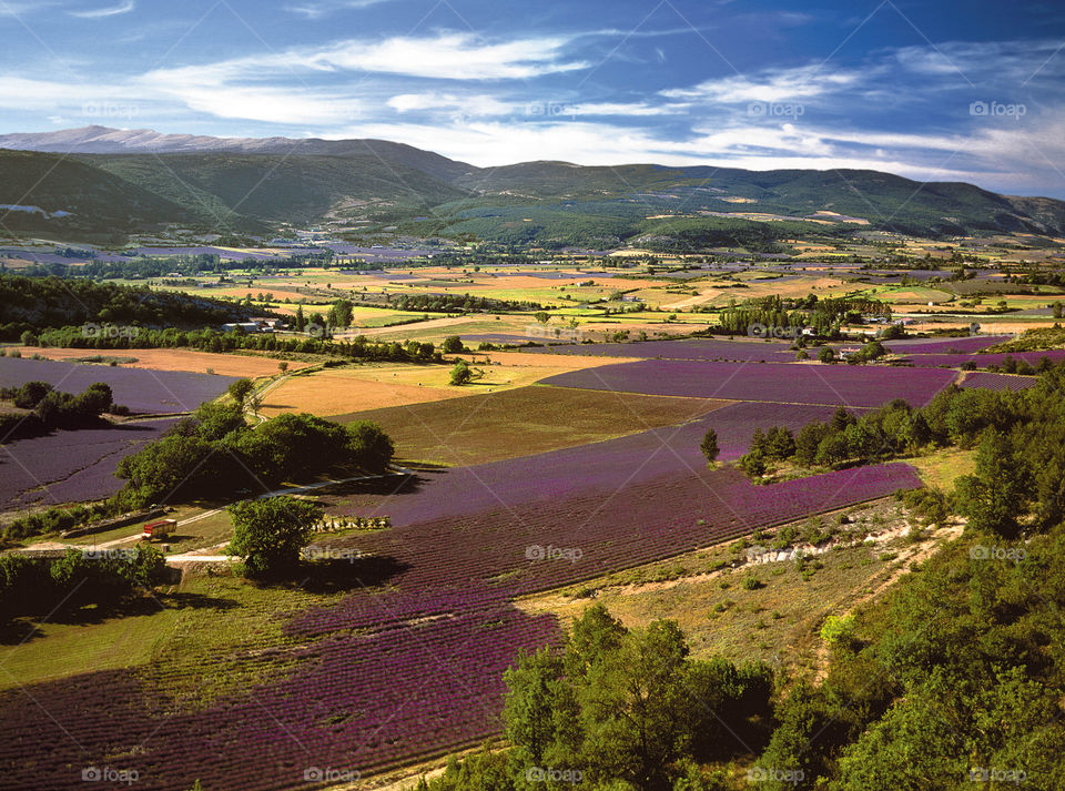 Lavender . Provence