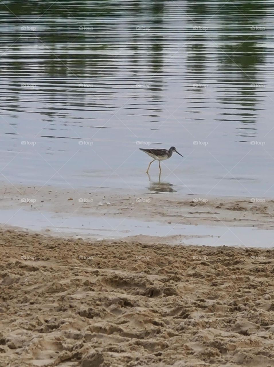Sandpiper on the beach
