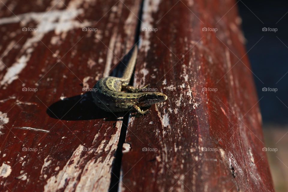 A lizard chilling at the sun.