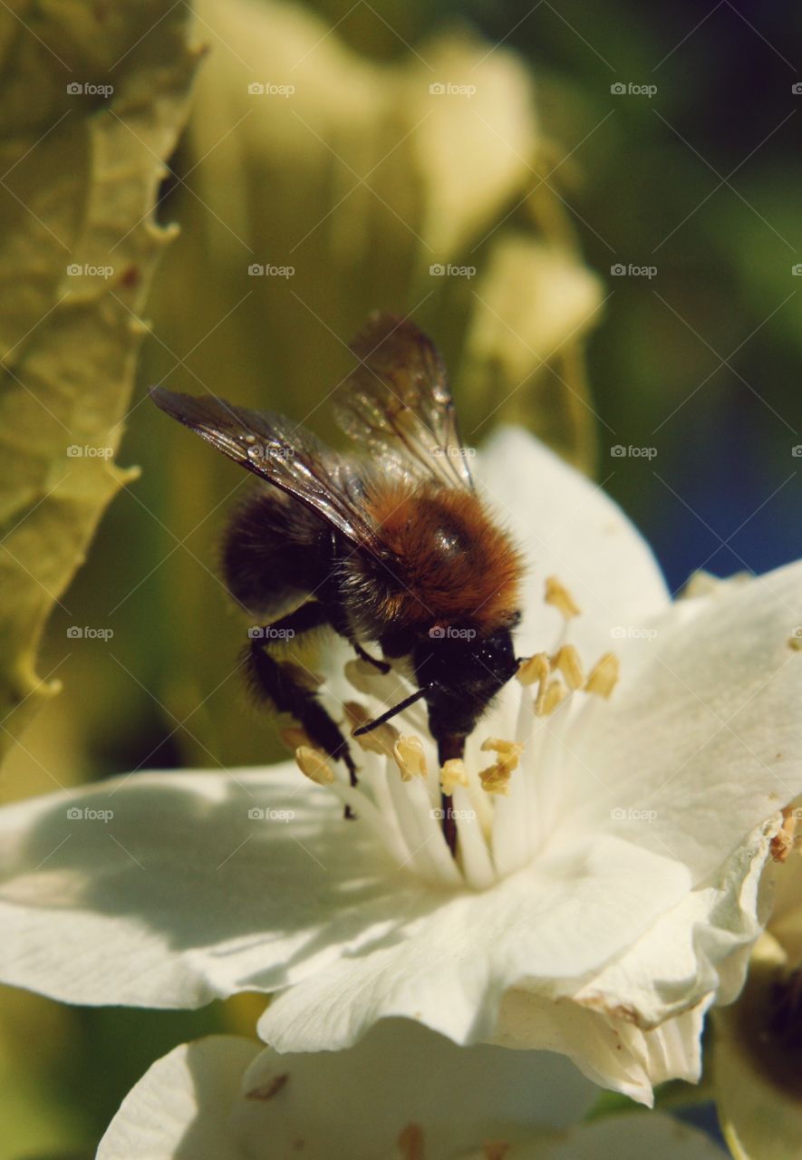 Close-up of bumblee pollinating flower