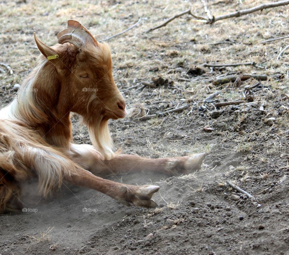 goat stretching in the dirt on a hot summer day