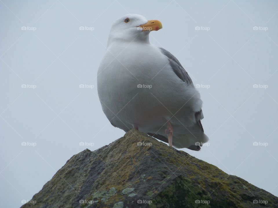 Western American seagull