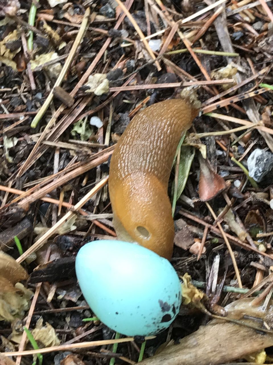 Slug and egg