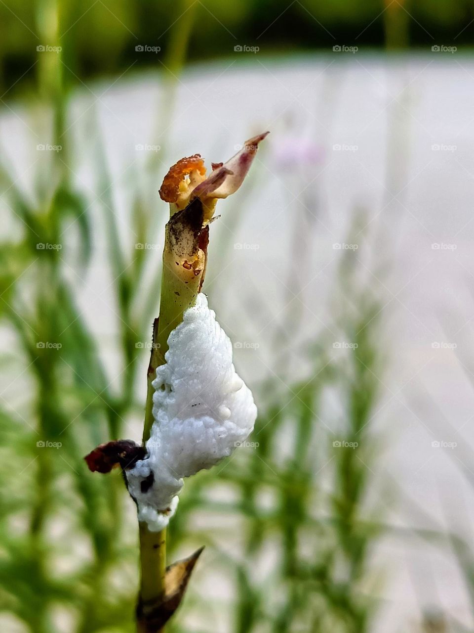 A yellow orchid beetle cocoon on the stem of orchid plant.White colour cocoon.Lama pectoralis cocoon.