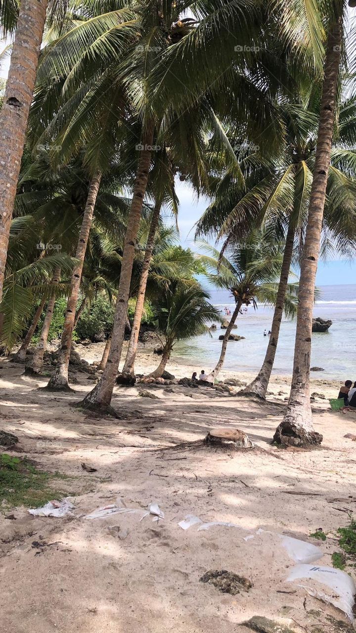 Palmers forest on the beach